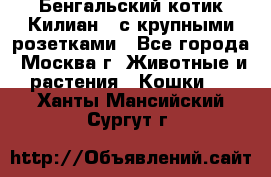 Бенгальский котик Килиан , с крупными розетками - Все города, Москва г. Животные и растения » Кошки   . Ханты-Мансийский,Сургут г.
